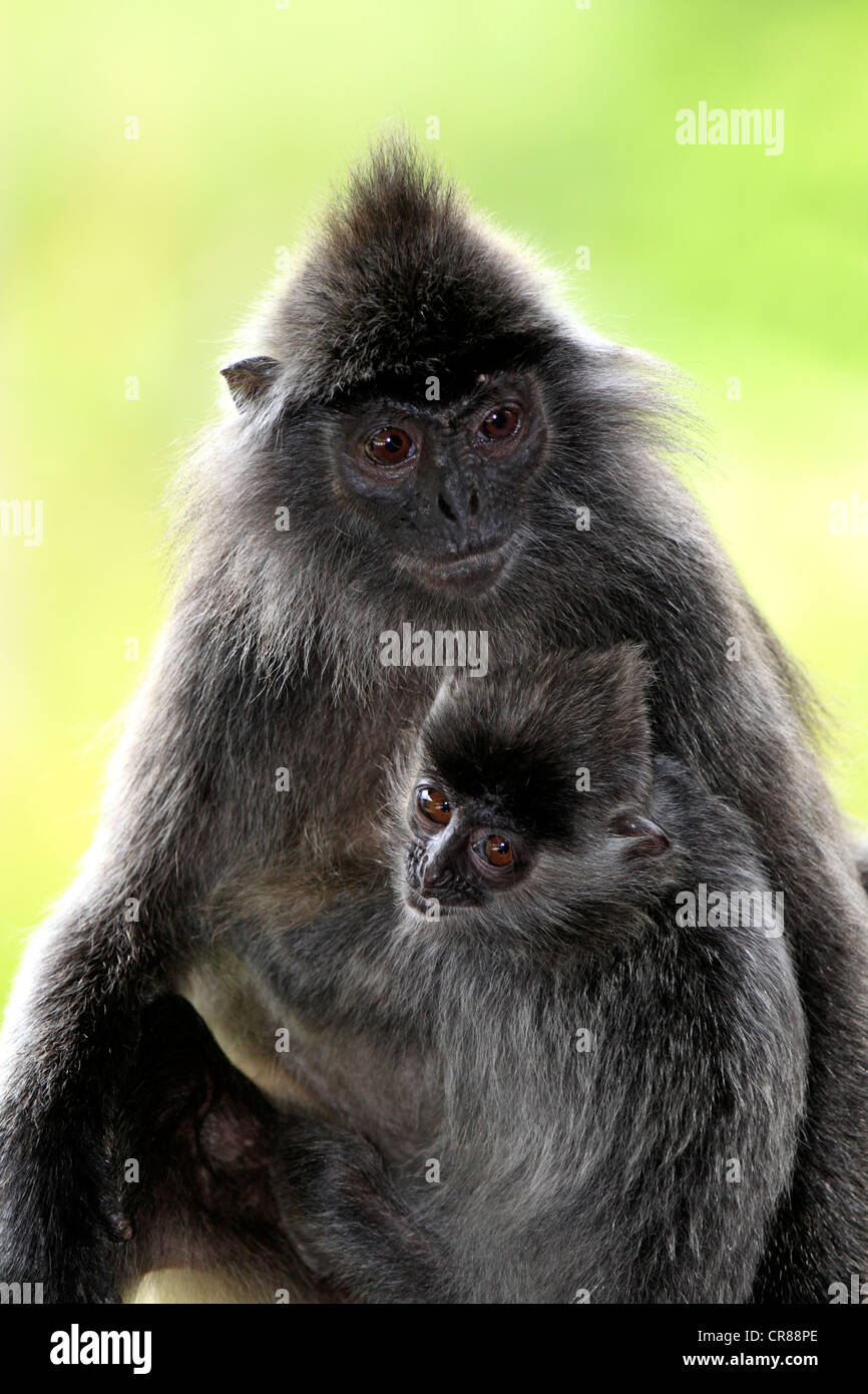 Silbrig Gruppen, Silvered Blatt Affen oder silbrig Languren (Trachypithecus Cristatus), Mutter mit jungen, Labuk Bay, Sabah, Borneo Stockfoto