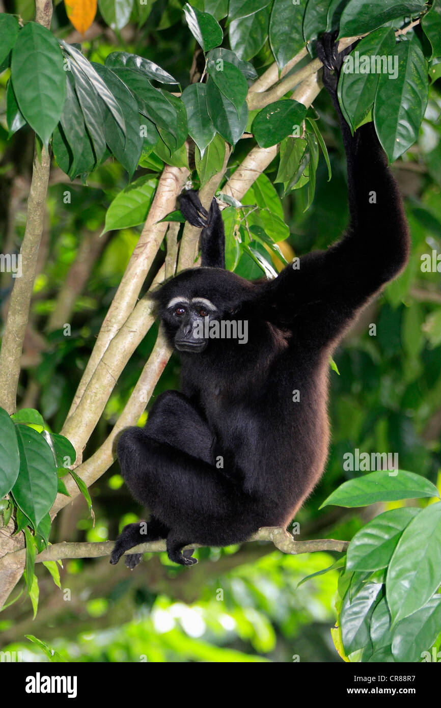 Agile Gibbon oder schwarz-handed Gibbon (Hylobates Agilis), Singapur, Asien Stockfoto