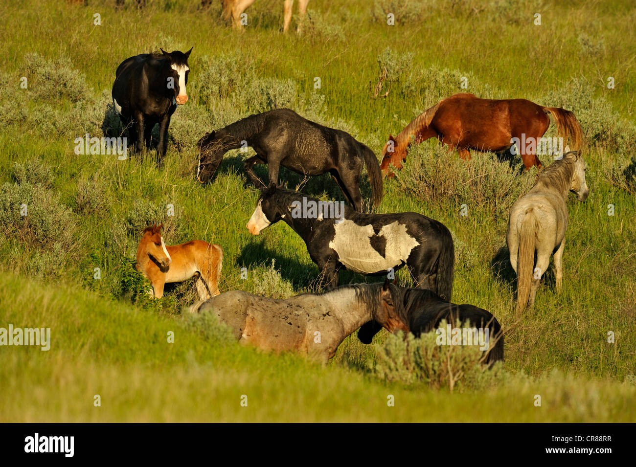 (Wilde) Wildpferd (Equus Caballus) Theodore Roosevelt Nationalpark (South Unit), North Dakota, USA Stockfoto