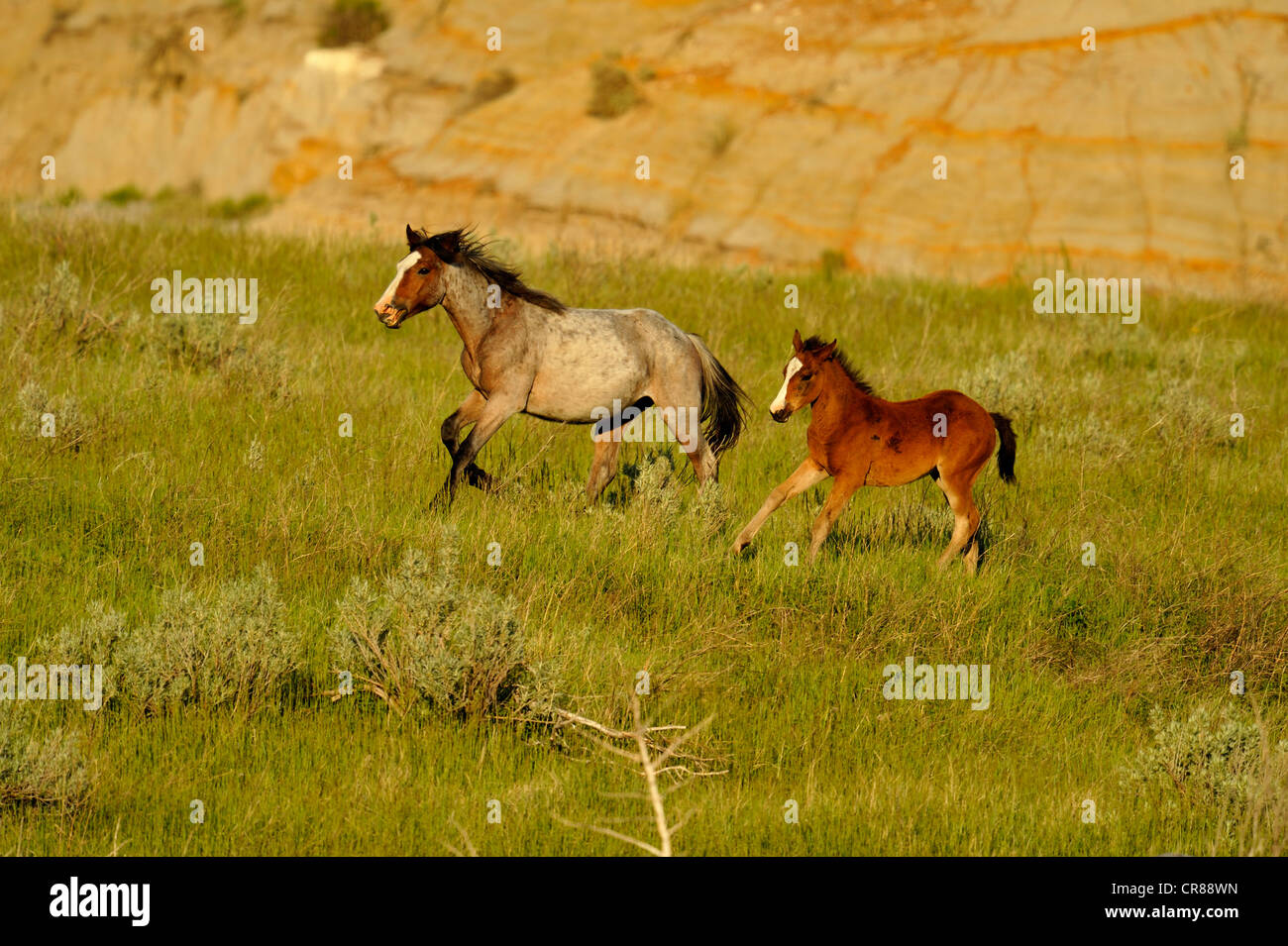 (Wilde) Wildpferd (Equus Caballus) Theodore Roosevelt Nationalpark (South Unit), North Dakota, USA Stockfoto