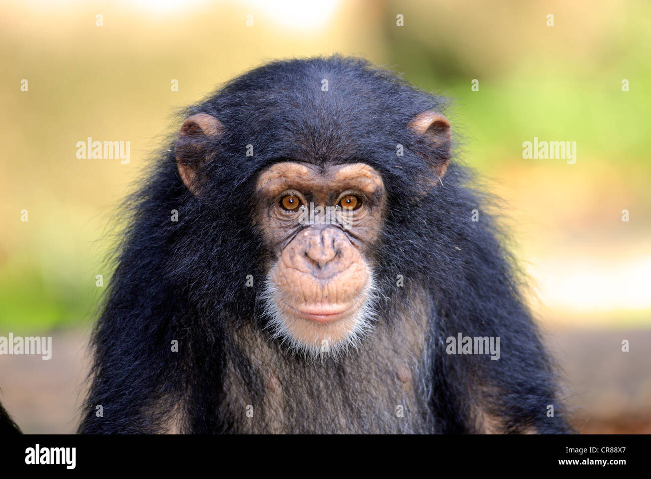 Schimpanse (Pan Troglodytes Troglodytes), junge, Singapur, Asien Stockfoto