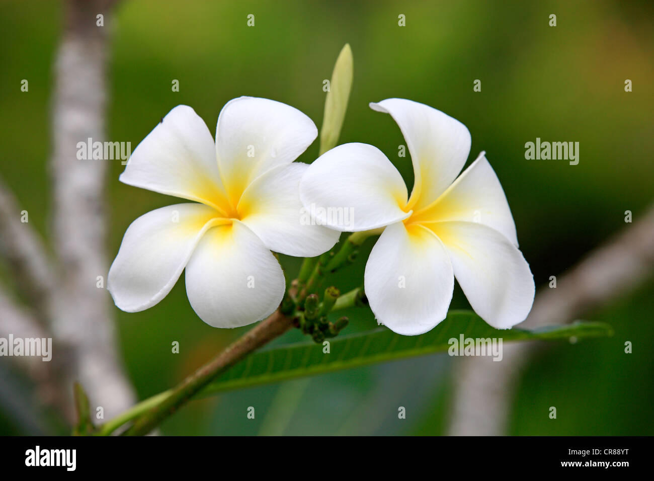 Weißen Frangipani (Plumeria Pudica), Blumen, Kota Kinabalu, Sabah, Malaysia, Borneo, Asien Stockfoto