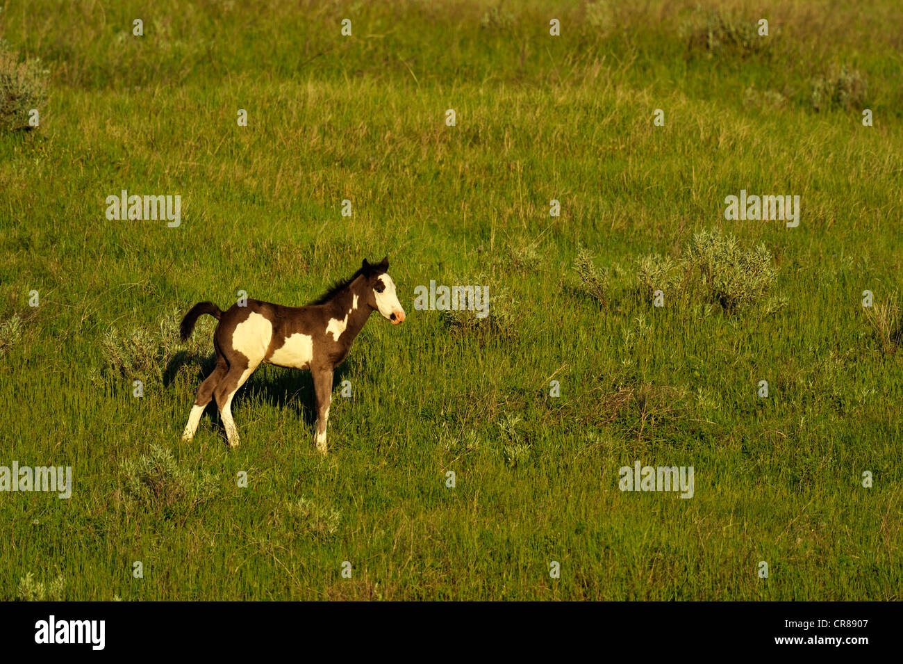 (Wilde) Wildpferd (Equus Caballus) Theodore Roosevelt Nationalpark (South Unit), North Dakota, USA Stockfoto