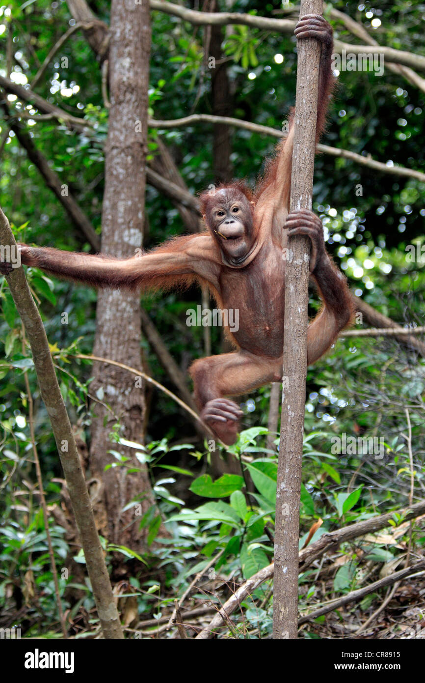 Orang-Utan (Pongo Pygmaeus), halbwüchsigen jungen Kletter Baum, Sabah, Borneo, Malaysia, Asien Stockfoto