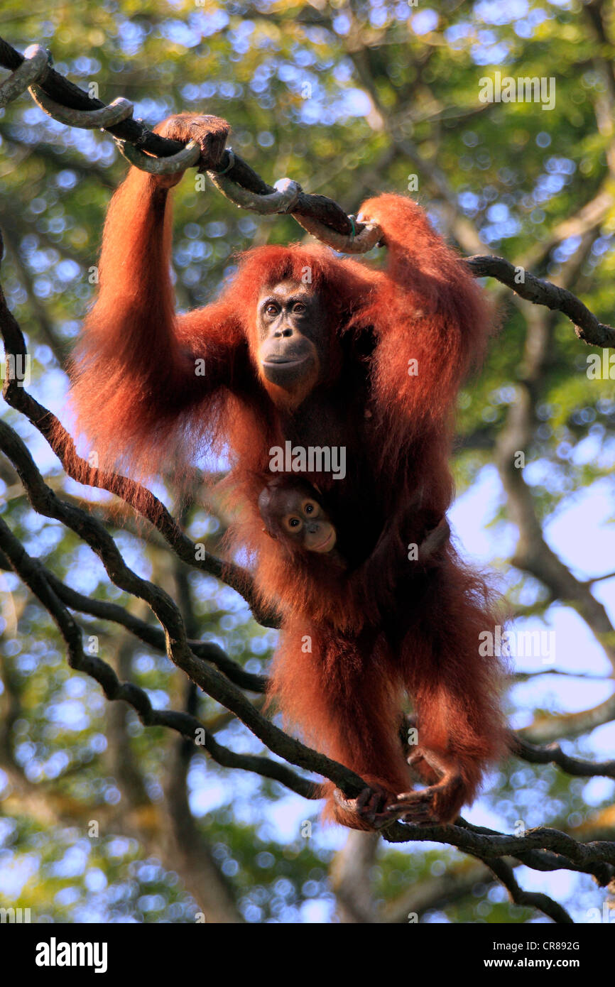 Bornean Orang-Utans (Pongo Pygmaeus), Mutter mit jungen auf einer Liane, Singapur, Asien Stockfoto