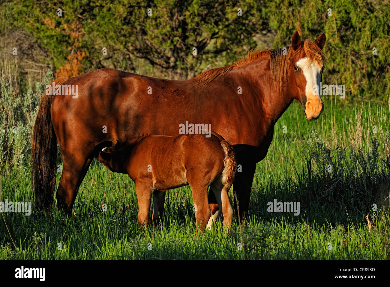 (Wilde) Wildpferd (Equus Caballus) Theodore Roosevelt Nationalpark (South Unit), North Dakota, USA Stockfoto