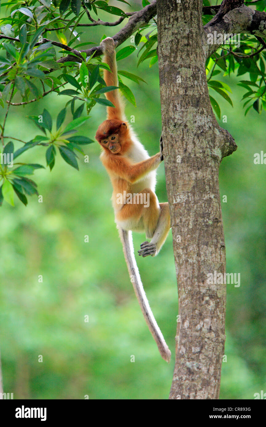 Nasenaffe oder Langnasen-Affe (Nasalis Larvatus), junge Klettern am Baum, Labuk Bay, Sabah, Borneo, Malaysia, Asien Stockfoto
