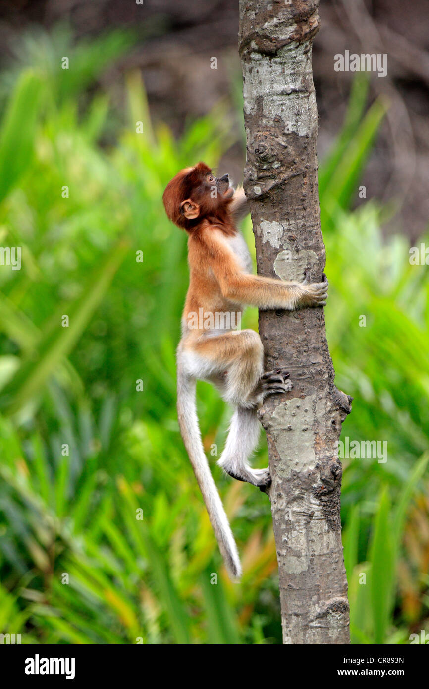 Nasenaffe oder Langnasen-Affe (Nasalis Larvatus), junge Klettern am Baum, Labuk Bay, Sabah, Borneo, Malaysia, Asien Stockfoto