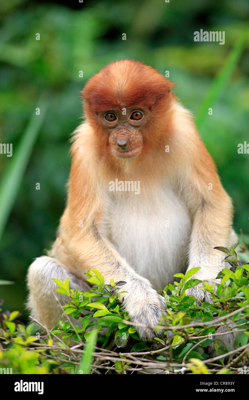 Nasenaffe oder Langnasen-Affe (Nasalis Larvatus), jung, Labuk Bay, Sabah, Borneo, Malaysia, Asien Stockfoto