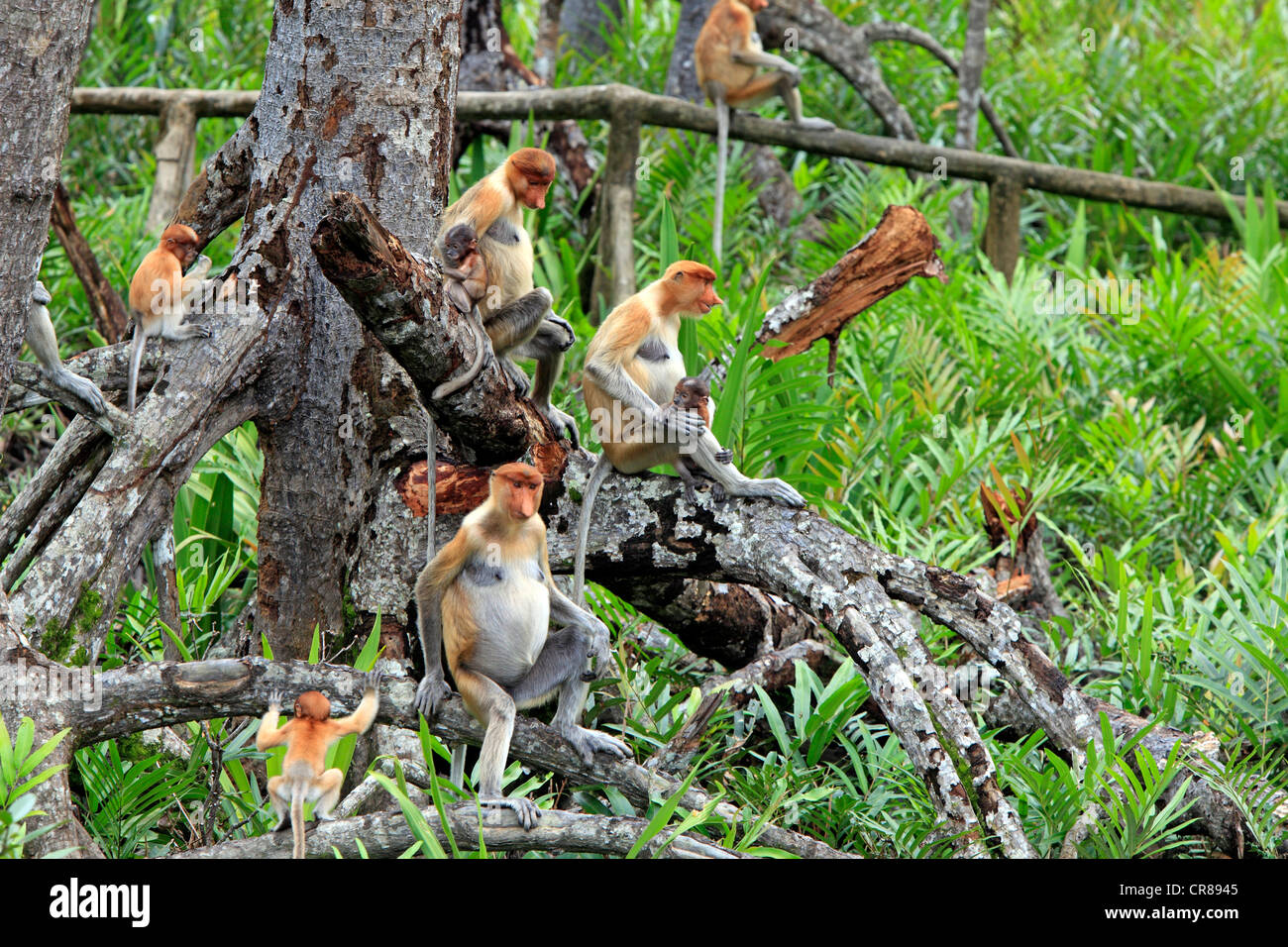 Nasenaffe oder Langnasen-Affe (Nasalis Larvatus), Arbeitsgruppe Baum, Labuk Bay, Sabah, Borneo, Malaysia, Asien Stockfoto