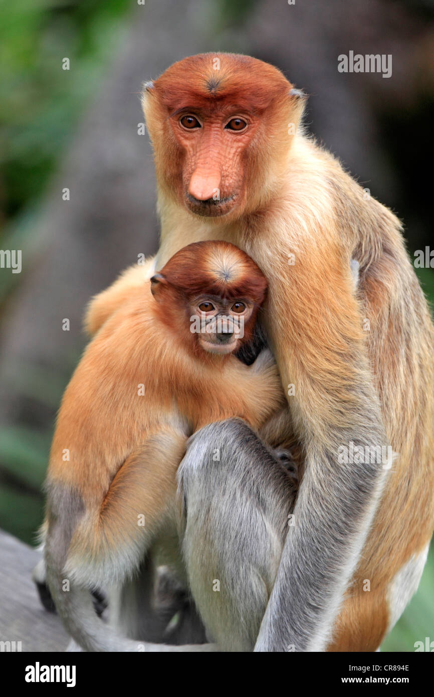 Nasenaffe oder Langnasen-Affe (Nasalis Larvatus), Mutter mit jungen, Labuk Bay, Sabah, Borneo, Malaysia, Asien Stockfoto