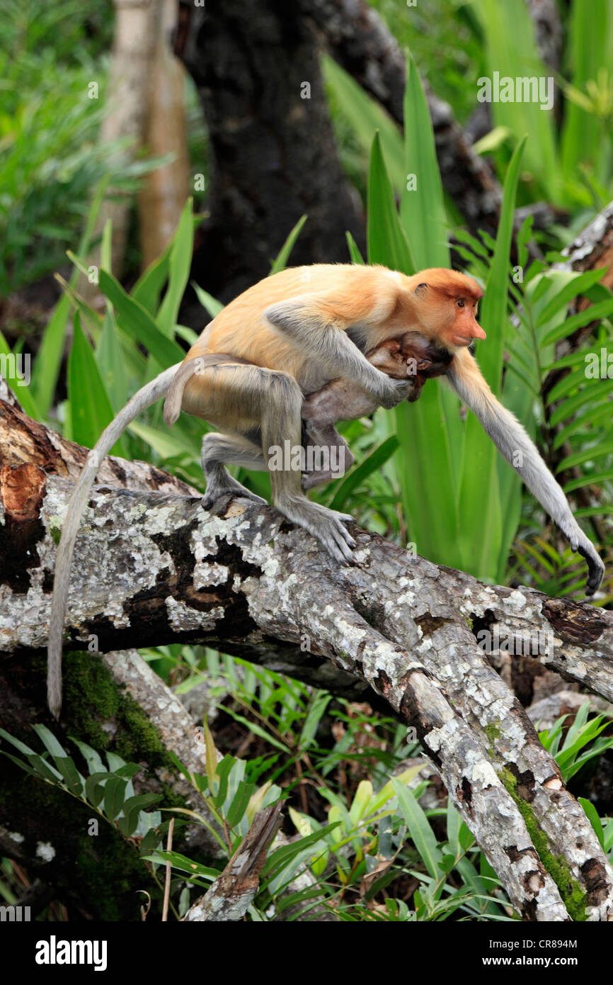 Nasenaffe oder Langnasen-Affe (Nasalis Larvatus), Mutter mit jungen, Labuk Bay, Sabah, Borneo, Malaysia, Asien Stockfoto