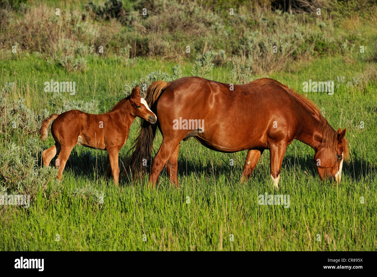 (Wilde) Wildpferd (Equus Caballus) Theodore Roosevelt Nationalpark (South Unit), North Dakota, USA Stockfoto