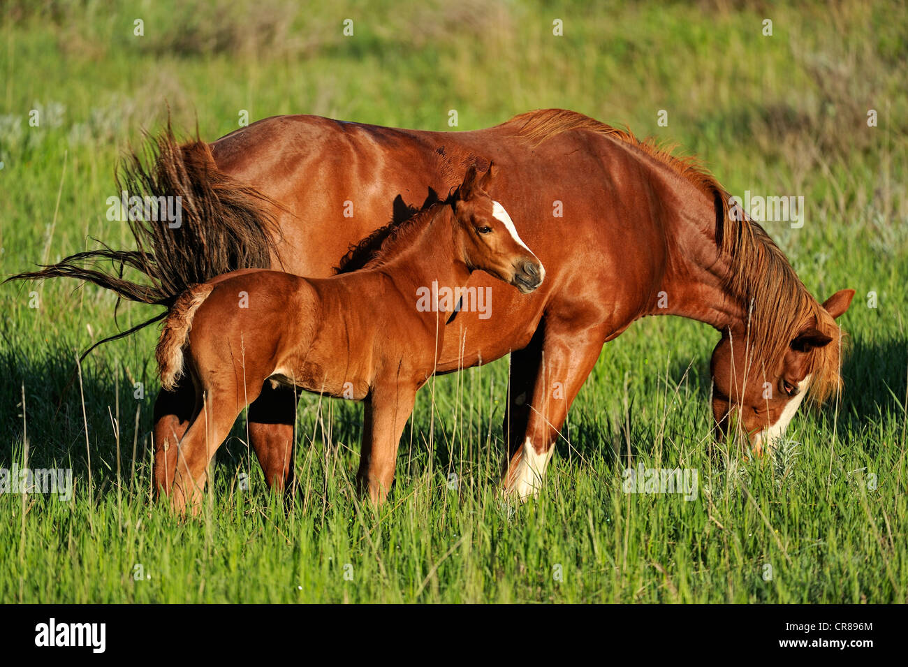 (Wilde) Wildpferd (Equus Caballus) Theodore Roosevelt Nationalpark (South Unit), North Dakota, USA Stockfoto