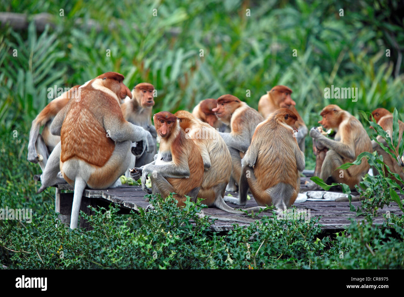 Nasenaffen oder Langnasen-Affen (Nasalis Larvatus), Gruppe, Labuk Bay, Sabah, Borneo, Malaysia, Asien Stockfoto