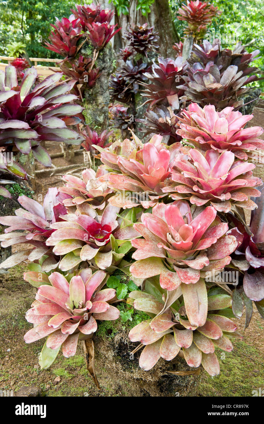 Frankreich, Martinique (Französische Antillen), Balata, Jardin de Balata, einen botanischen Garten von tropischen Pflanzen, obligatorische Erwähnung Stockfoto