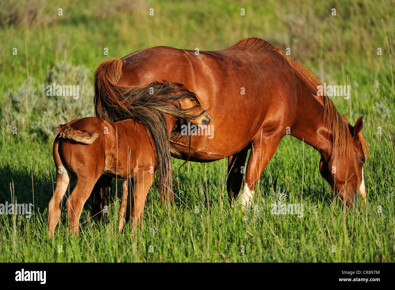 (Wilde) Wildpferd (Equus Caballus) Theodore Roosevelt Nationalpark (South Unit), North Dakota, USA Stockfoto