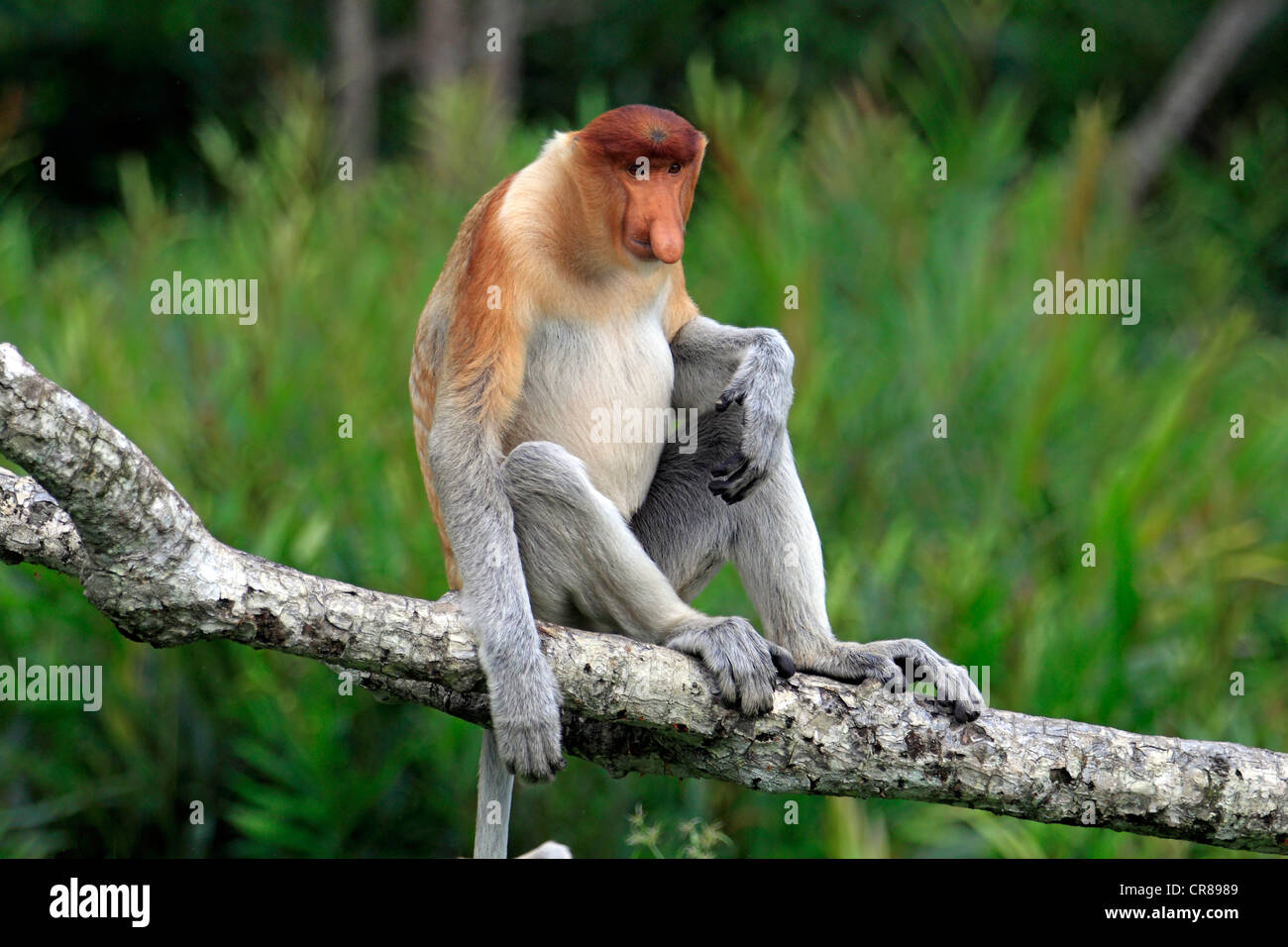 Nasenaffe oder Langnasen-Affe (Nasalis Larvatus), Männlich, am Baum, Labuk Bay, Sabah, Borneo, Malaysia, Asien Stockfoto