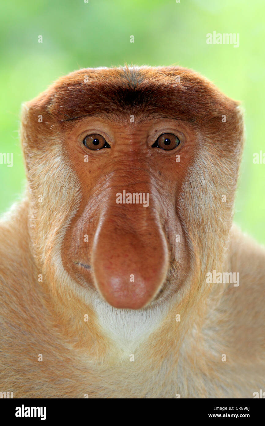 Nasenaffe oder Langnasen-Affe (Nasalis Larvatus), Männlich, Porträt, Labuk Bay, Sabah, Borneo, Malaysia, Asien Stockfoto