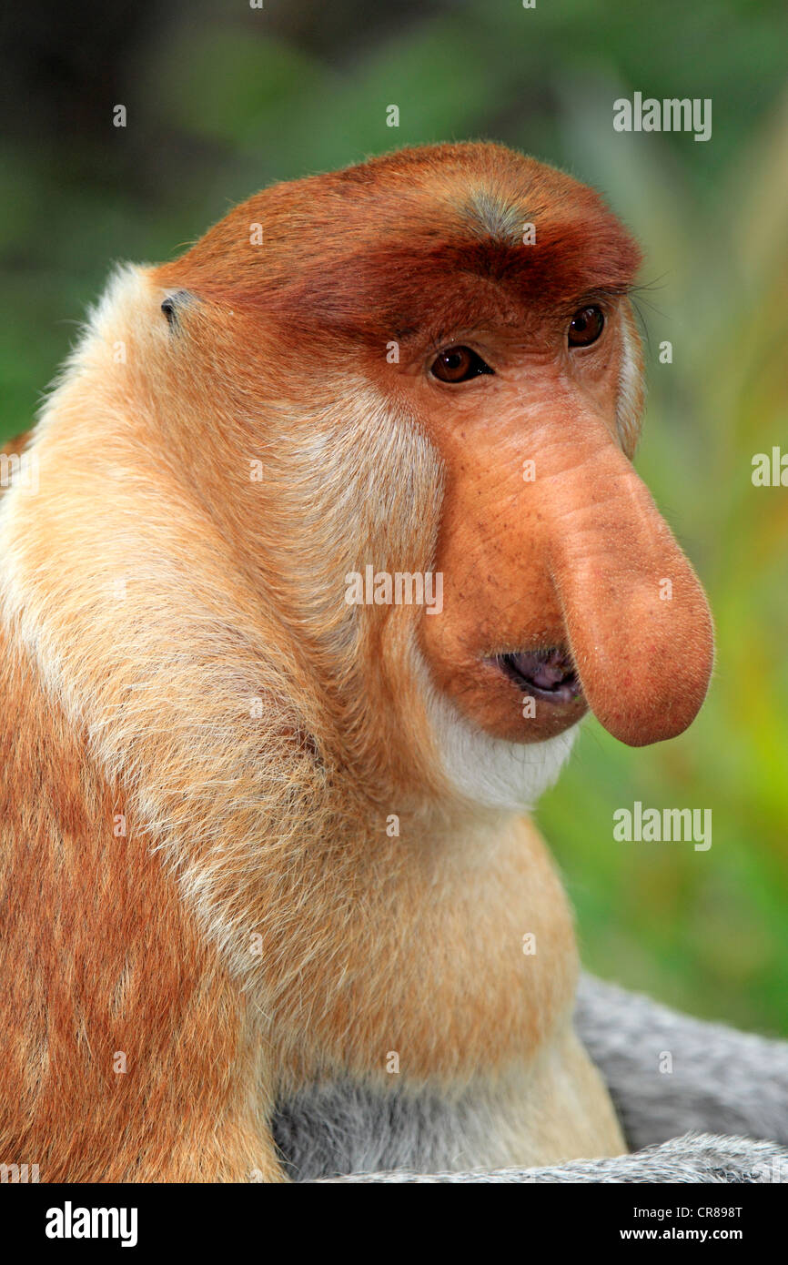 Nasenaffe oder Langnasen-Affe (Nasalis Larvatus), Männlich, Porträt, Labuk Bay, Sabah, Borneo, Malaysia, Asien Stockfoto