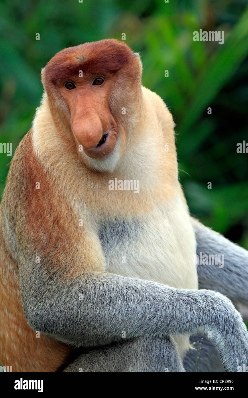 Nasenaffe oder Langnasen-Affe (Nasalis Larvatus), Männlich, Labuk Bay, Sabah, Borneo, Malaysia, Asien Stockfoto