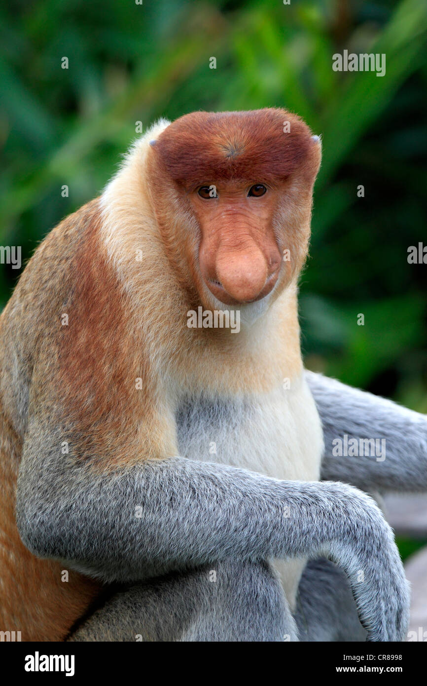 Nasenaffe oder Langnasen-Affe (Nasalis Larvatus), Männlich, Labuk Bay, Sabah, Borneo, Malaysia, Asien Stockfoto