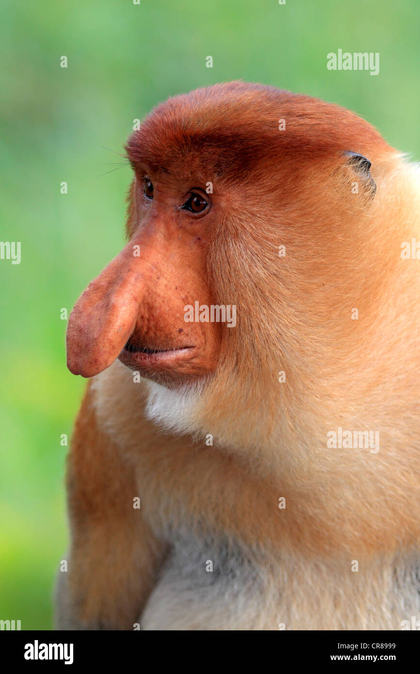 Nasenaffe oder Langnasen-Affe (Nasalis Larvatus), Männlich, Porträt, Labuk Bay, Sabah, Borneo, Malaysia, Asien Stockfoto