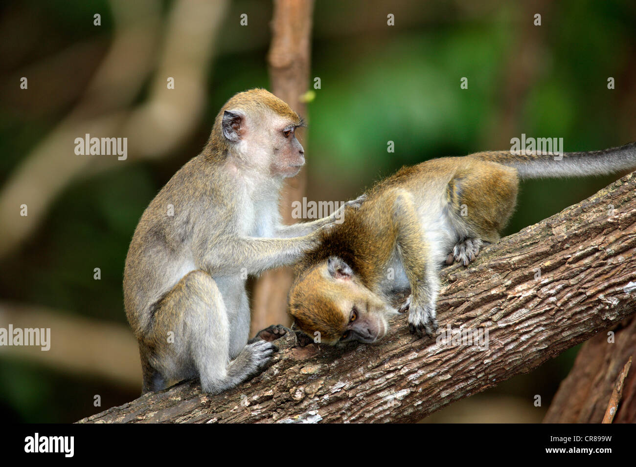 Zwei lange tailed Makaken (Macaca Fascicularis), Pflege, soziales Verhalten, Labuk Bay, Sabah, Borneo, Malaysia, Asien Stockfoto