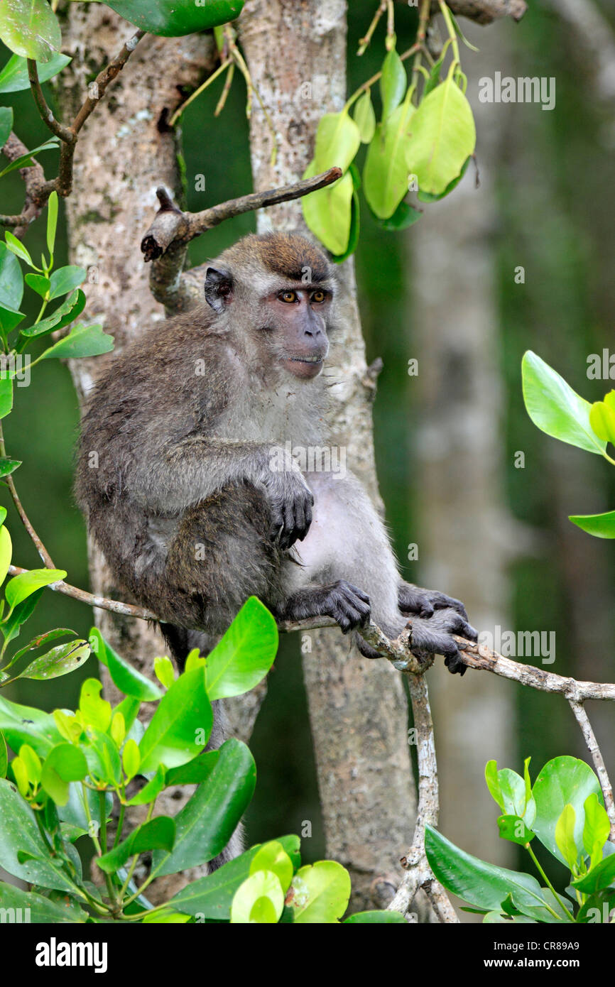 Long-tailed Macaque (Macaca Fascicularis) am Baum, Labuk Bay, Sabah, Borneo, Malaysia, Asien Stockfoto