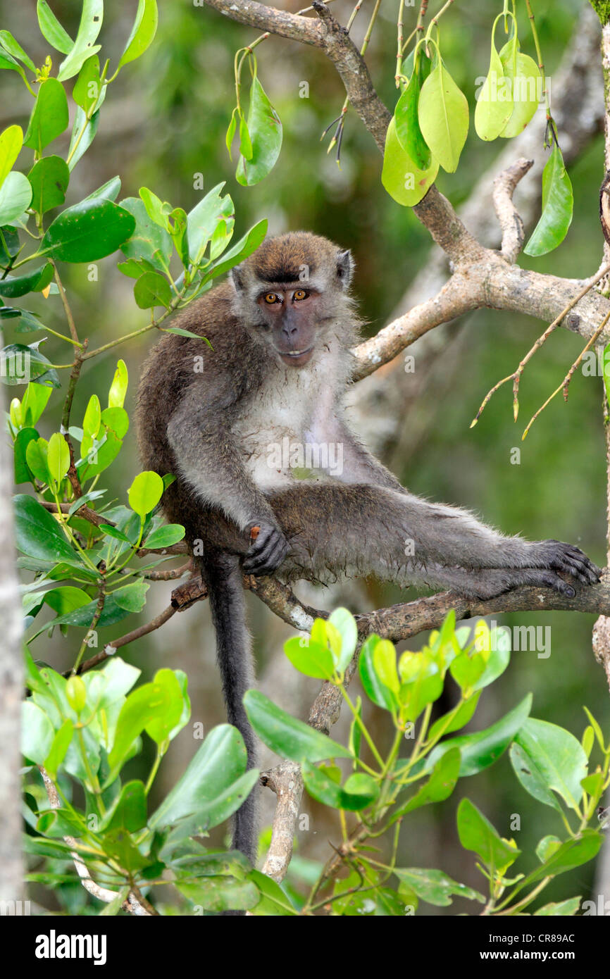 Long-tailed Macaque (Macaca Fascicularis) am Baum, Labuk Bay, Sabah, Borneo, Malaysia, Asien Stockfoto