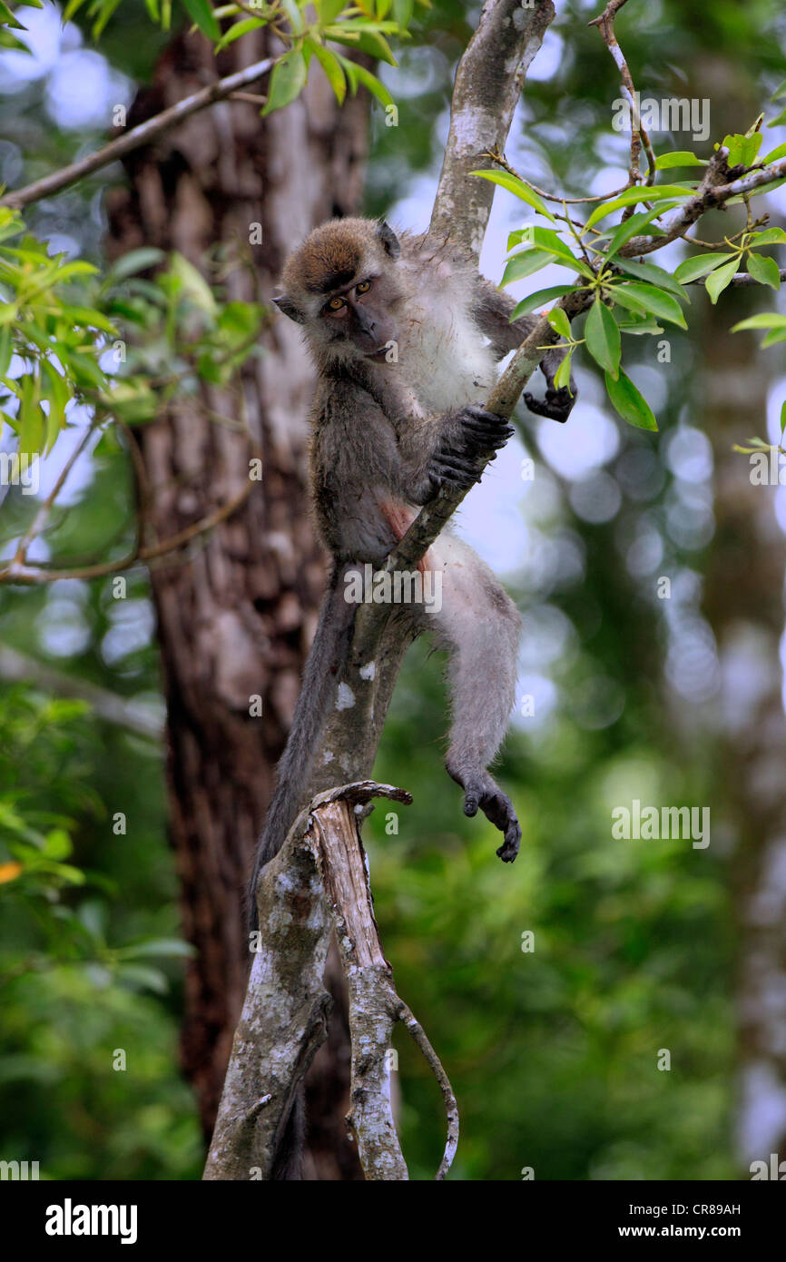 Long-tailed Macaque (Macaca Fascicularis), Sub-Erwachsene auf Baum, Labuk Bay, Sabah, Borneo, Malaysia, Asien Stockfoto