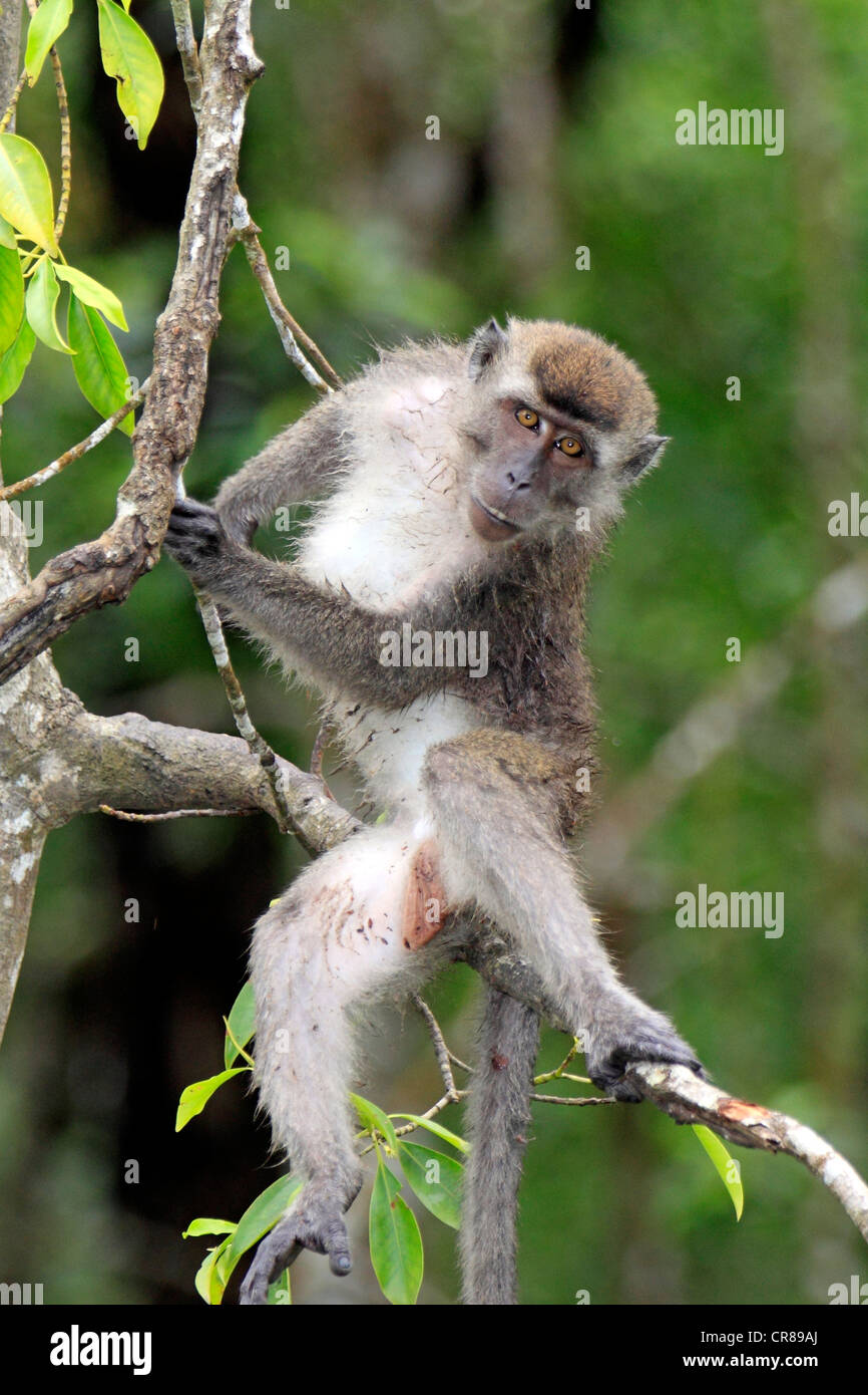 Long-tailed Macaque (Macaca Fascicularis), Sub-Erwachsene auf Baum, Labuk Bay, Sabah, Borneo, Malaysia, Asien Stockfoto