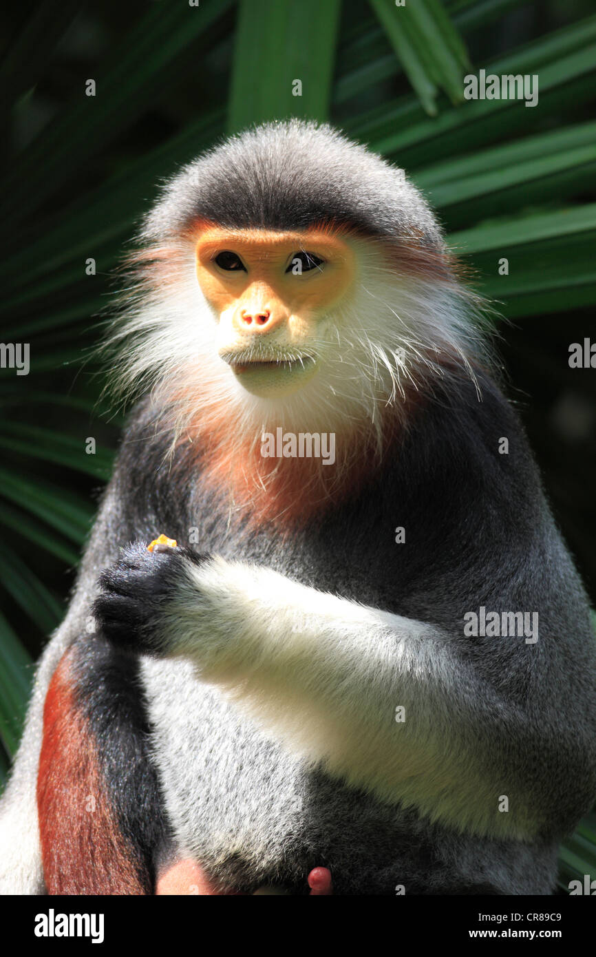Rot-Schaft-Douc (Pygathrix Nemaeus), Porträt, Fütterung, Singapur, Asien Stockfoto