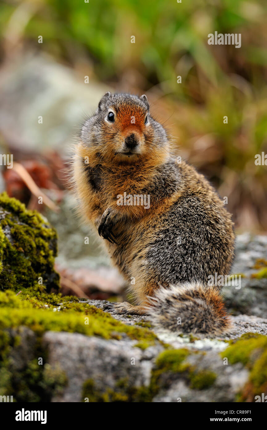 Columbia-Ziesel (Urocitellus Columbianus) Idaho Stockfoto