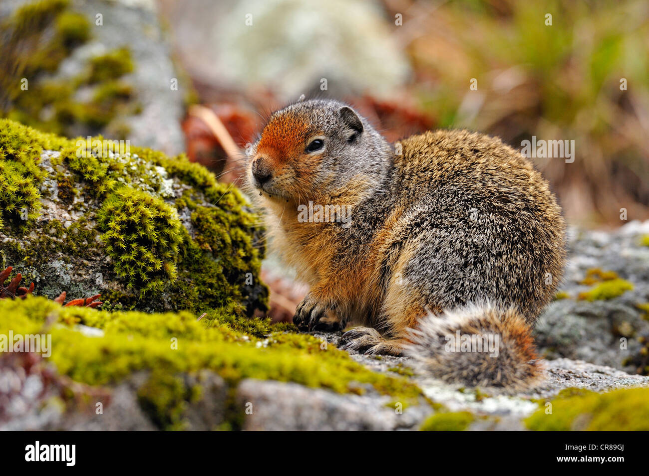 Columbia-Ziesel (Urocitellus Columbianus) Idaho Stockfoto