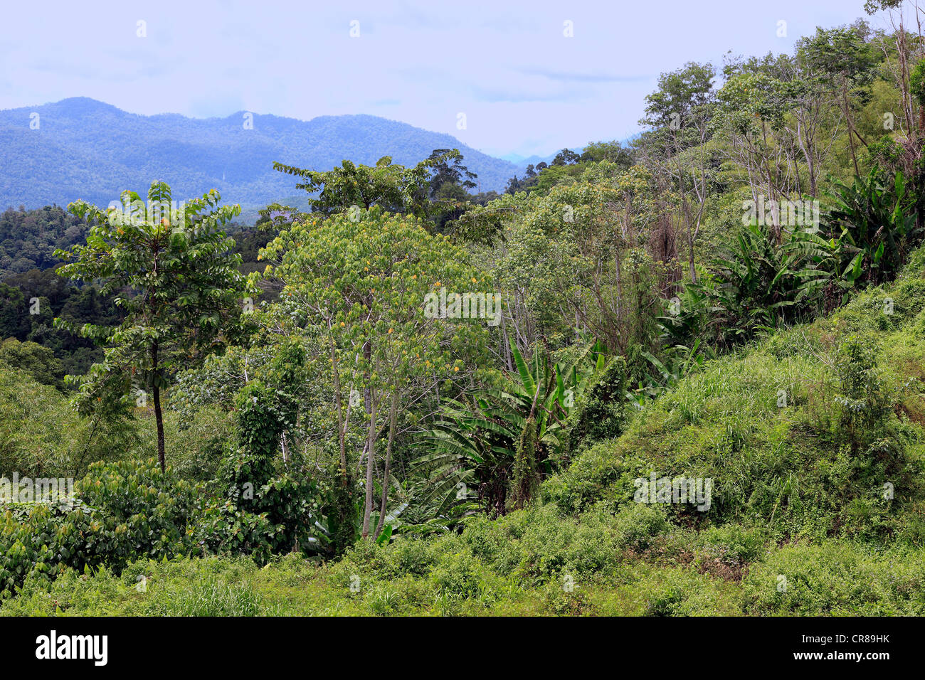 Regenwald, Sabah, Malaysia, Borneo, Südost-Asien Stockfoto