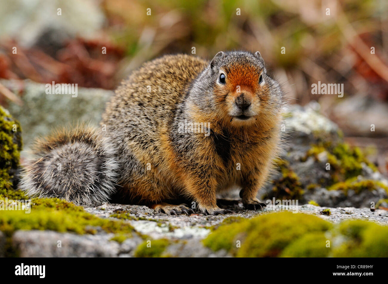 Columbia-Ziesel (Urocitellus Columbianus) Idaho Stockfoto