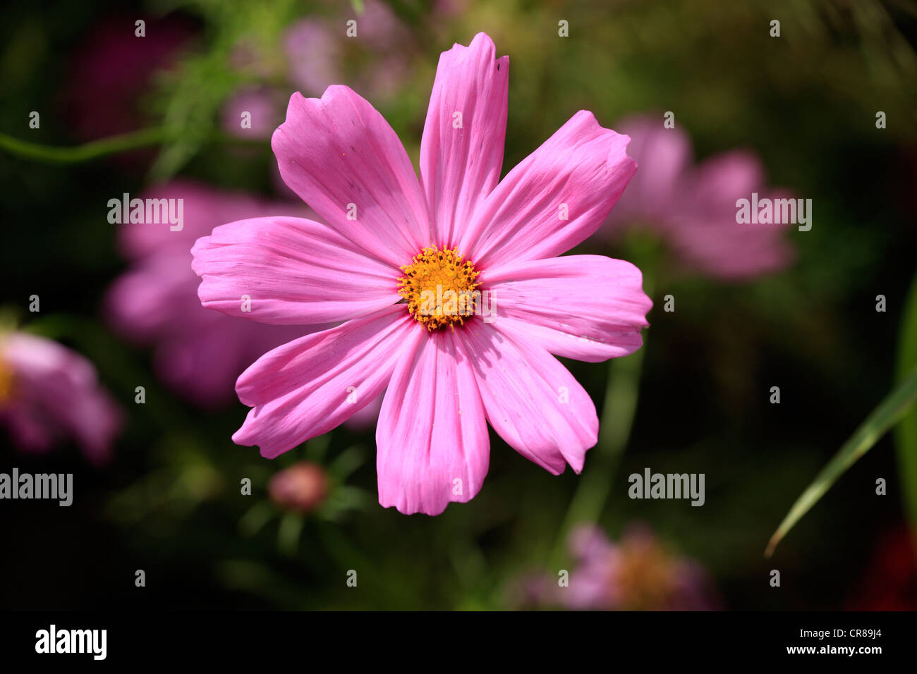 Garten-Kosmos oder mexikanische Aster (Cosmos Bipinnatus), Blüte Stockfoto