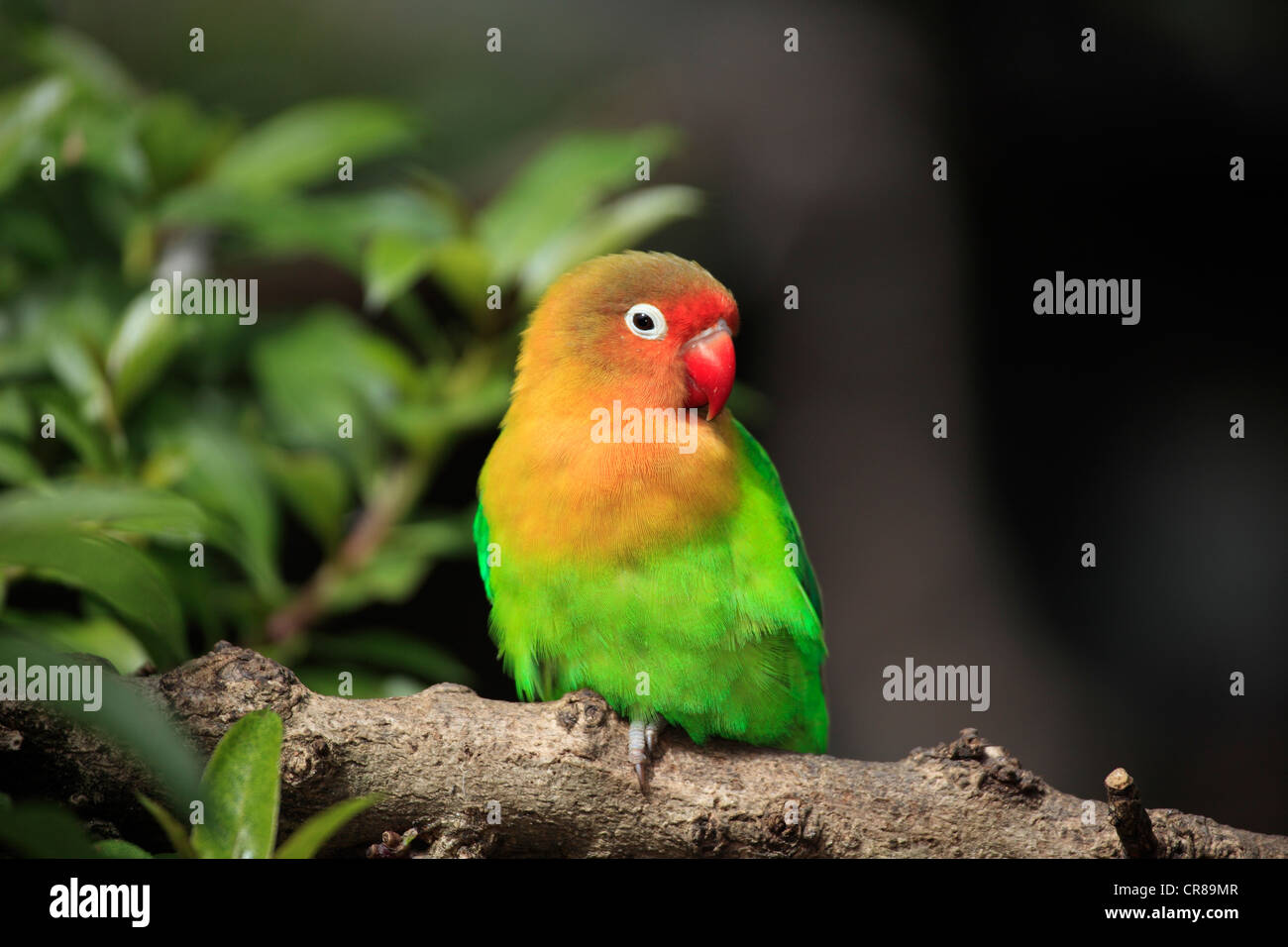 Fischers Lovebird (Agapornis Fischeri), Erwachsene, Baum, Afrika Stockfoto