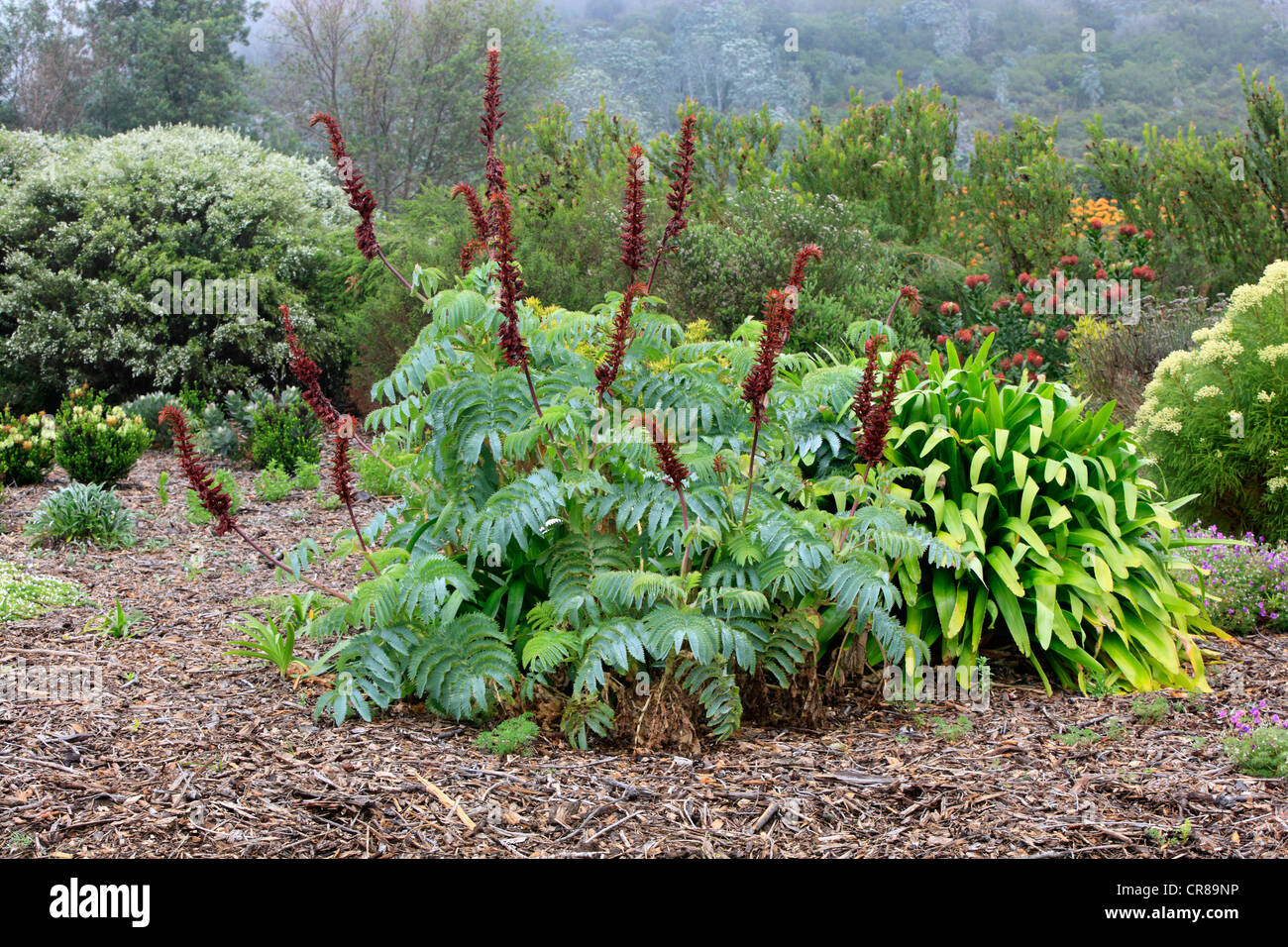 Honig-Bush (Melianthus großen), Kirstenbosch National Botanical Garden, Kapstadt, Südafrika, Afrika Stockfoto