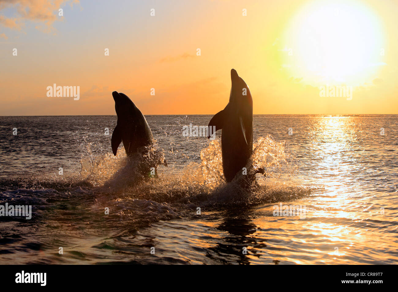 Zwei gemeinsame Tümmler (Tursiops Truncatus), Erwachsene, springen bei Sonnenuntergang, Roatan, Honduras, Karibik, Mittelamerika Stockfoto Zwei gemeinsame Tümmler (Tursiops Truncatus), Erwachsene, springen bei Sonnenuntergang, Roatan, Honduras, Karibik, Mittelamerika Stockfoto