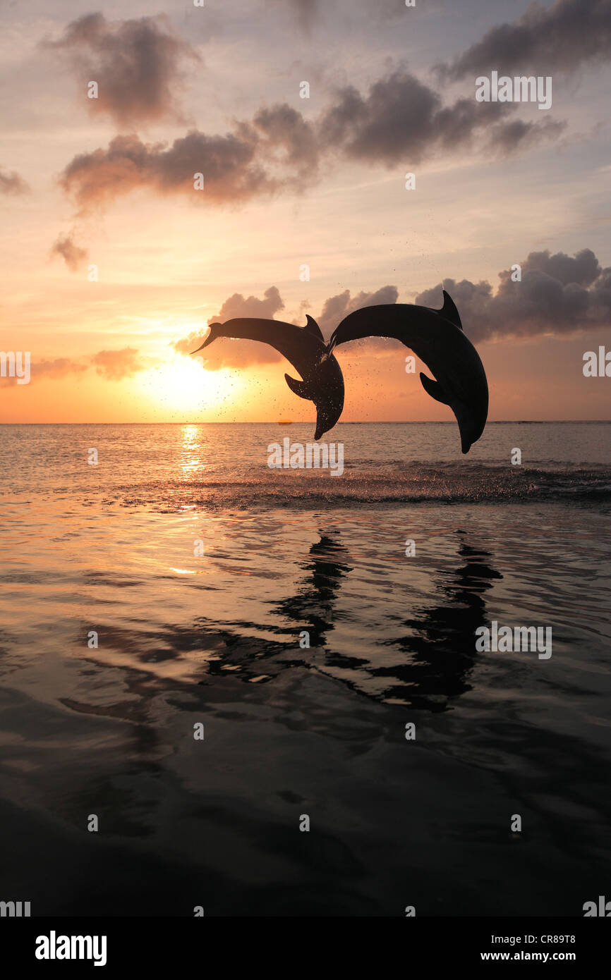 Zwei gemeinsame Tümmler (Tursiops Truncatus), Erwachsene, springen bei Sonnenuntergang, Roatan, Honduras, Karibik, Mittelamerika Stockfoto Zwei gemeinsame Tümmler (Tursiops Truncatus), Erwachsene, springen bei Sonnenuntergang, Roatan, Honduras, Karibik, Mittelamerika Stockfoto