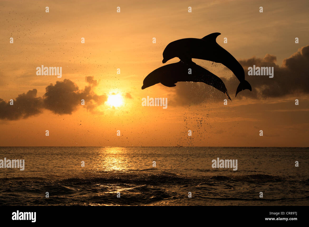 Zwei gemeinsame Tümmler (Tursiops Truncatus), Erwachsene, springen bei Sonnenuntergang, Roatan, Honduras, Karibik, Mittelamerika Stockfoto Zwei gemeinsame Tümmler (Tursiops Truncatus), Erwachsene, springen bei Sonnenuntergang, Roatan, Honduras, Karibik, Mittelamerika Stockfoto