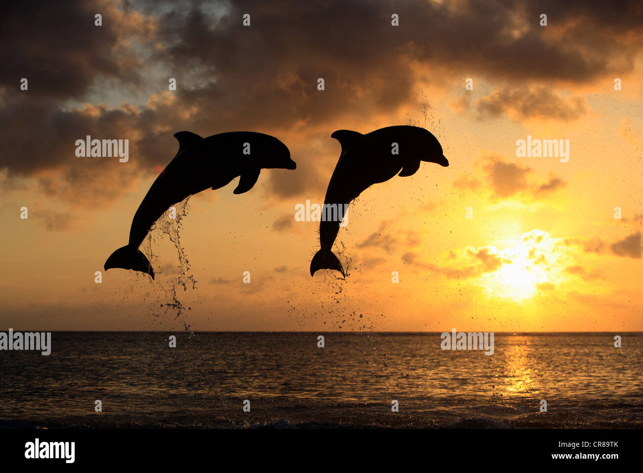 Zwei gemeinsame Tümmler (Tursiops Truncatus), Erwachsene, springen bei Sonnenuntergang, Roatan, Honduras, Karibik, Mittelamerika Stockfoto Zwei gemeinsame Tümmler (Tursiops Truncatus), Erwachsene, springen bei Sonnenuntergang, Roatan, Honduras, Karibik, Mittelamerika Stockfoto