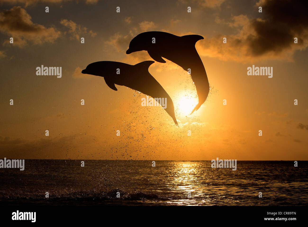 Zwei gemeinsame Tümmler (Tursiops Truncatus), Erwachsene, springen bei Sonnenuntergang, Roatan, Honduras, Karibik, Mittelamerika Stockfoto