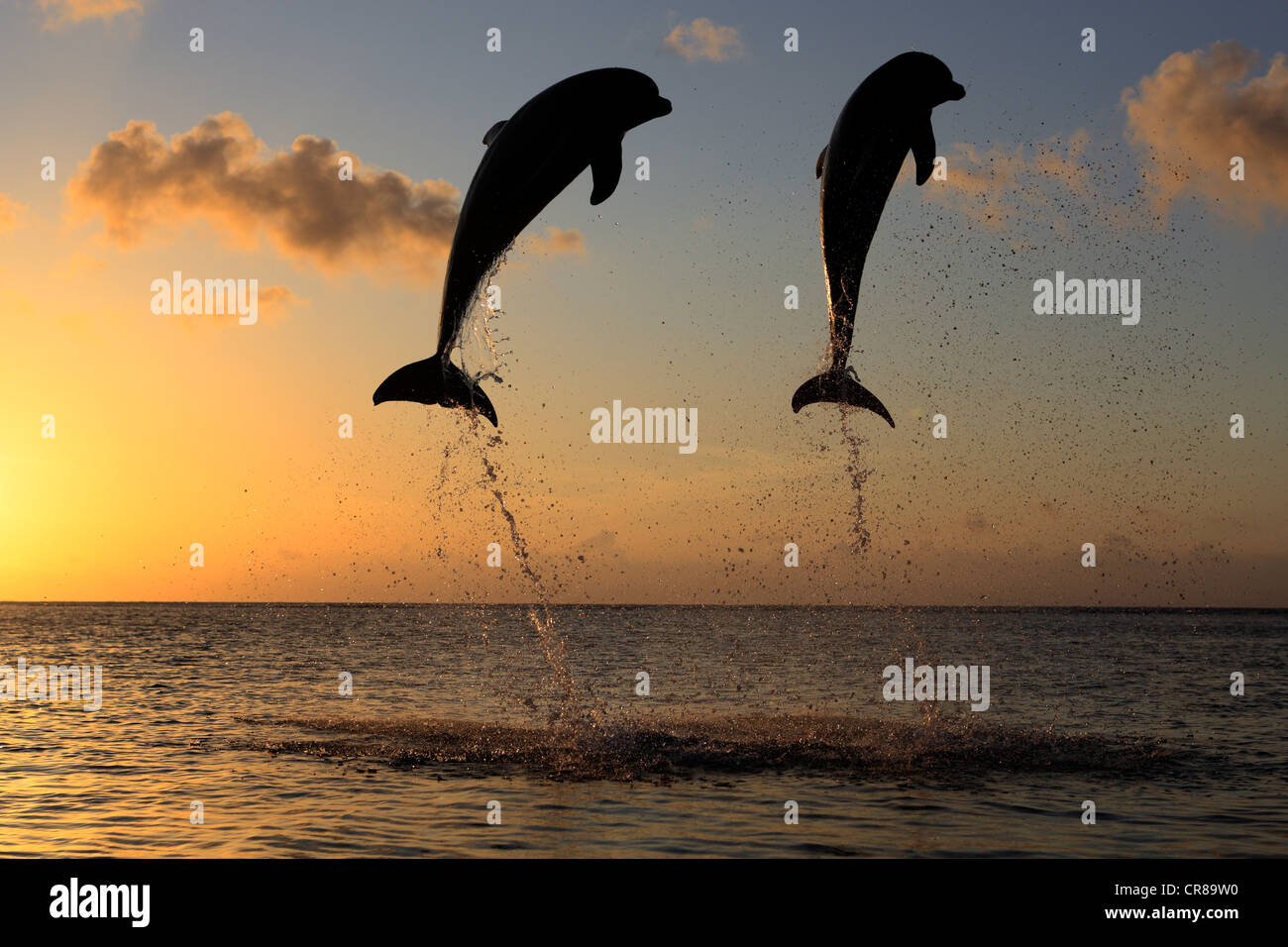 Zwei gemeinsame Tümmler (Tursiops Truncatus), Erwachsene, springen bei Sonnenuntergang, Roatan, Honduras, Karibik, Mittelamerika Stockfoto Zwei gemeinsame Tümmler (Tursiops Truncatus), Erwachsene, springen bei Sonnenuntergang, Roatan, Honduras, Karibik, Mittelamerika Stockfoto