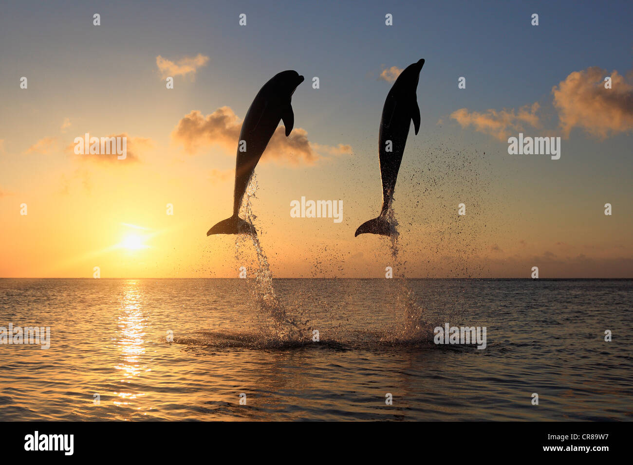 Zwei gemeinsame Tümmler (Tursiops Truncatus), Erwachsene, springen bei Sonnenuntergang, Roatan, Honduras, Karibik, Mittelamerika Stockfoto Zwei gemeinsame Tümmler (Tursiops Truncatus), Erwachsene, springen bei Sonnenuntergang, Roatan, Honduras, Karibik, Mittelamerika Stockfoto
