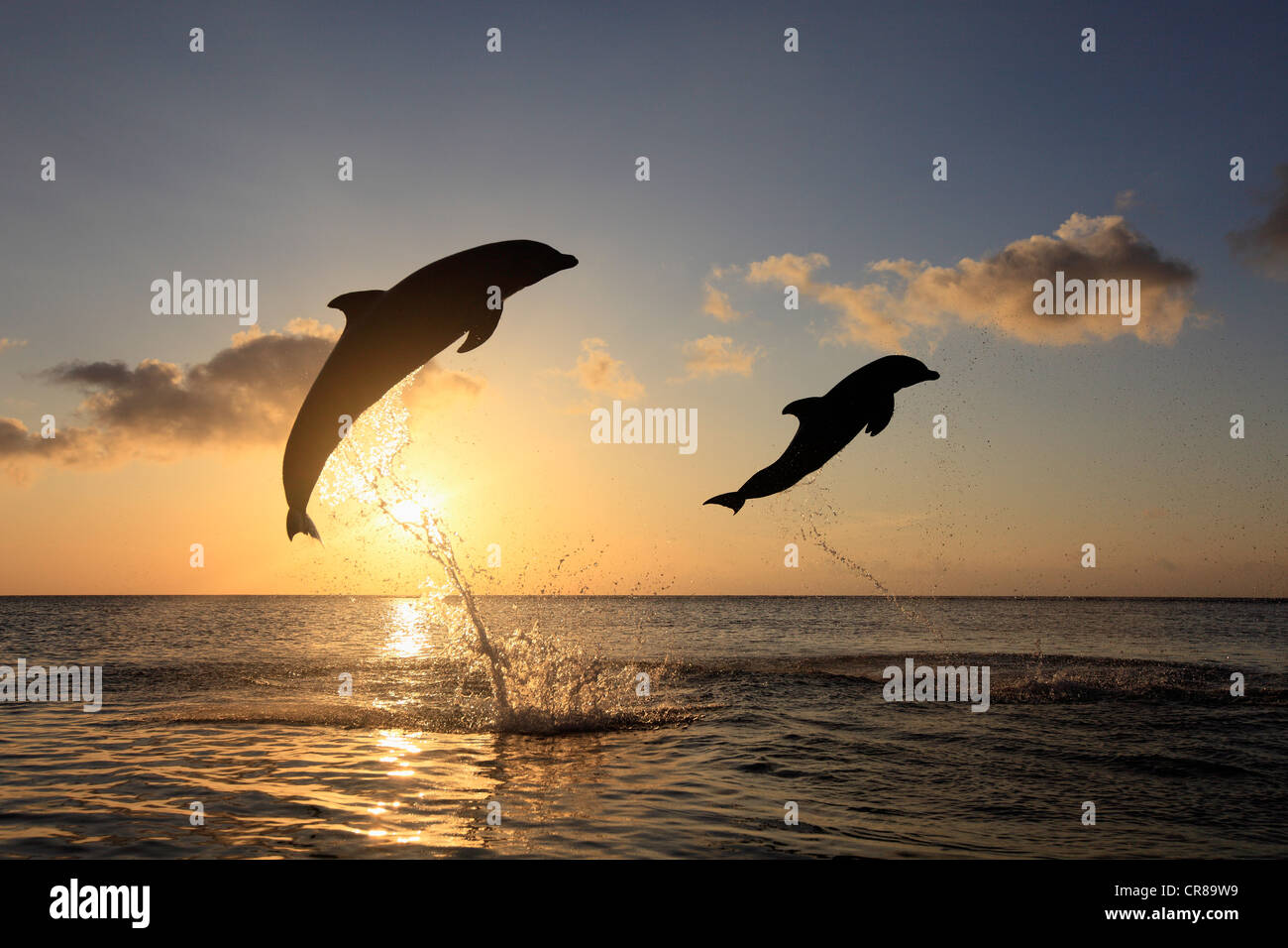 Zwei gemeinsame Tümmler (Tursiops Truncatus), Erwachsene, springen bei Sonnenuntergang, Roatan, Honduras, Karibik, Mittelamerika Stockfoto Zwei gemeinsame Tümmler (Tursiops Truncatus), Erwachsene, springen bei Sonnenuntergang, Roatan, Honduras, Karibik, Mittelamerika Stockfoto