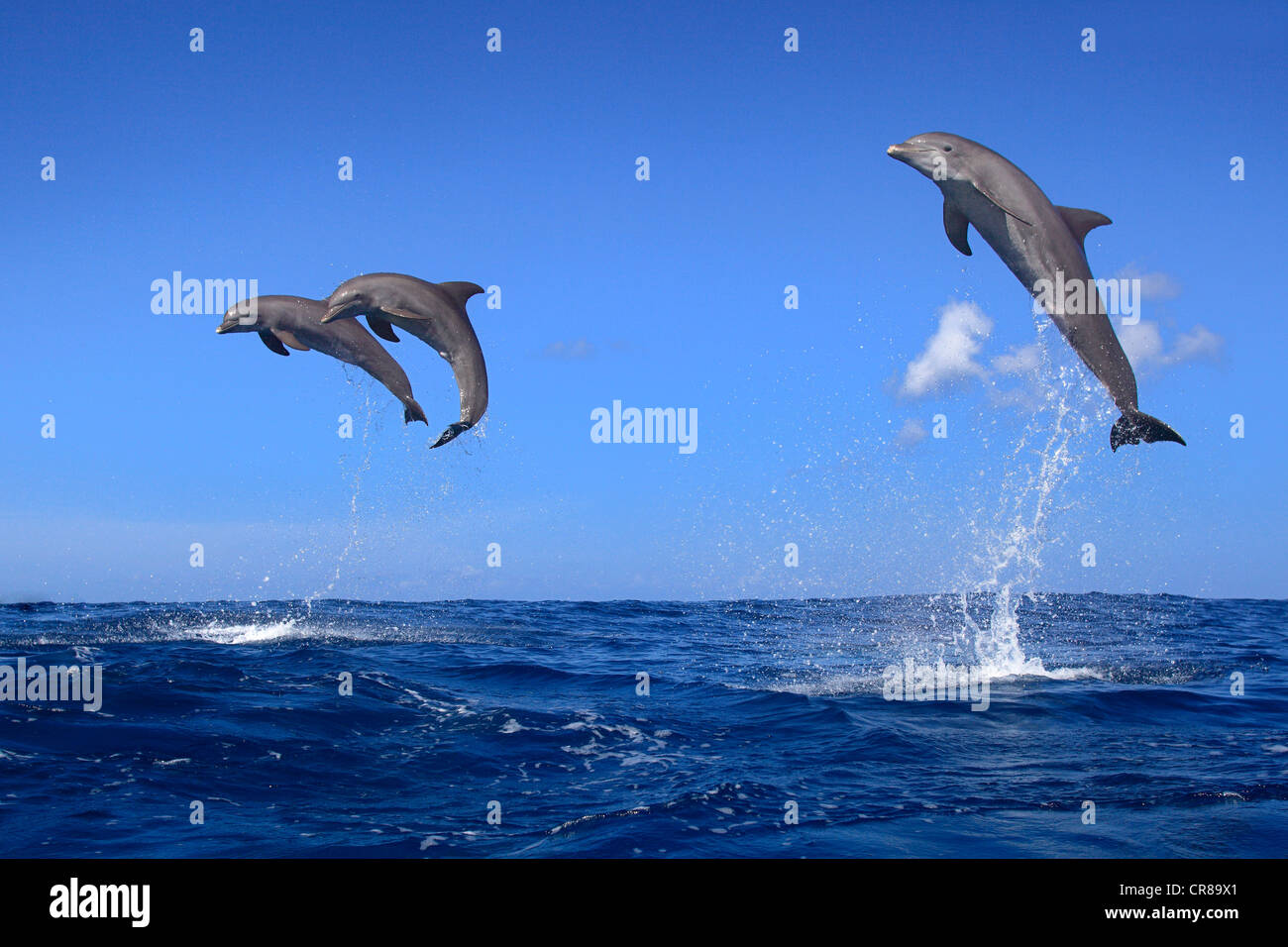 Drei großen Tümmler (Tursiops Truncatus), Erwachsene, springen aus dem Meer, Roatan, Honduras, Karibik, Mittelamerika Stockfoto Drei großen Tümmler (Tursiops Truncatus), Erwachsene, springen aus dem Meer, Roatan, Honduras, Karibik, Mittelamerika Stockfoto