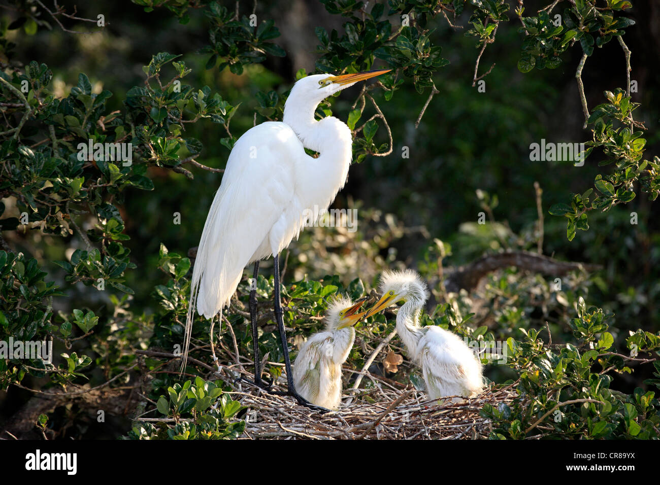 Silberreiher (Egretta Alba), Küken im Nest betteln Altvogel für Lebensmittel, Florida, USA, Amerika Stockfoto